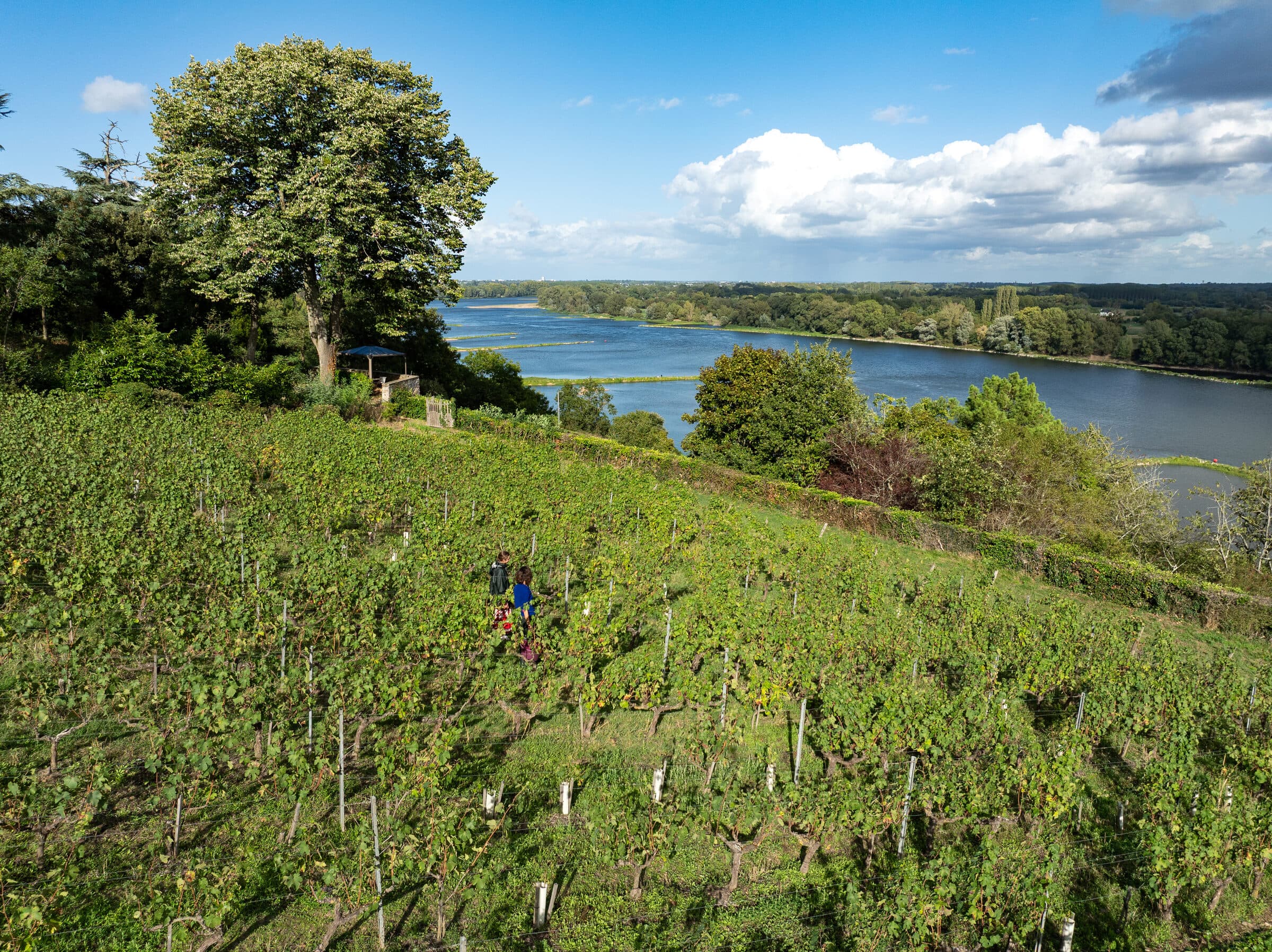 Vineyard rows with grass cover and sustainable farming in the Loire