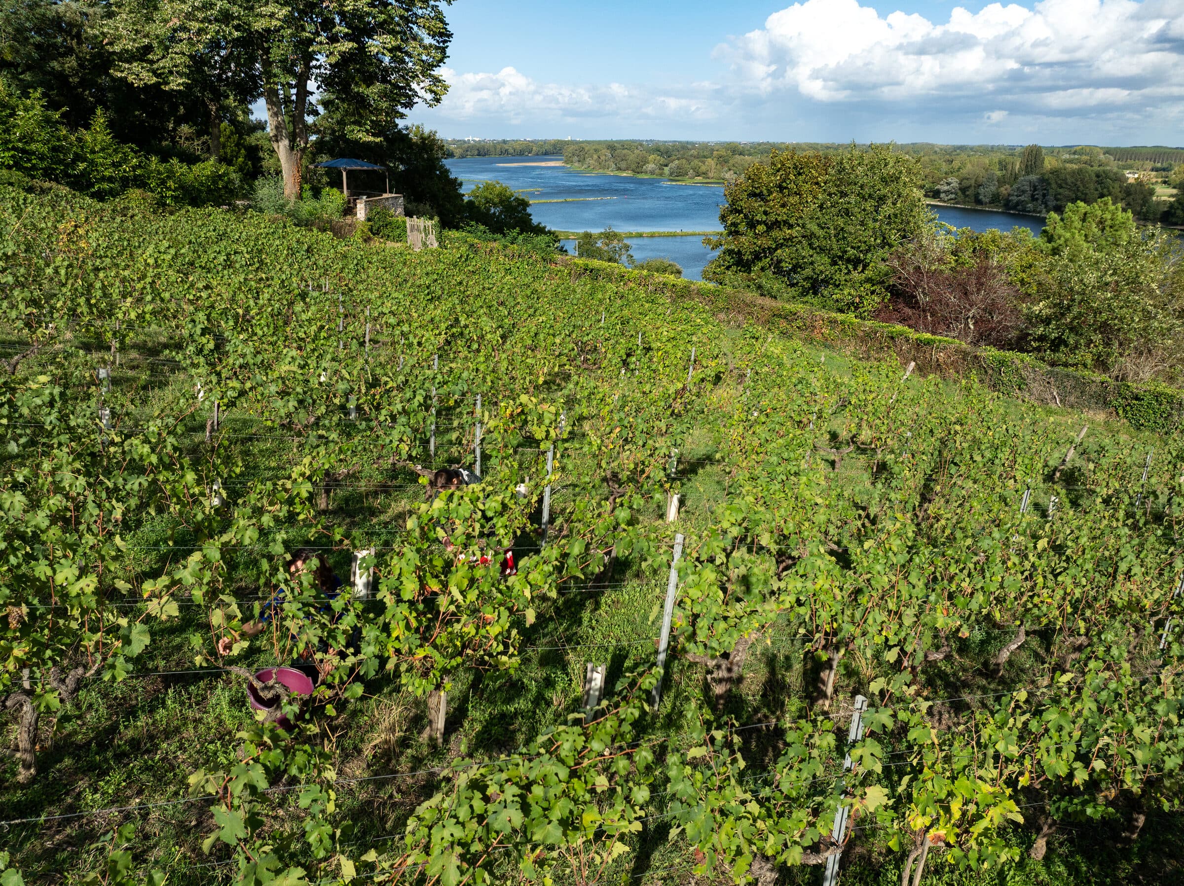 Vineyard landscape along the Loire under soft evening light