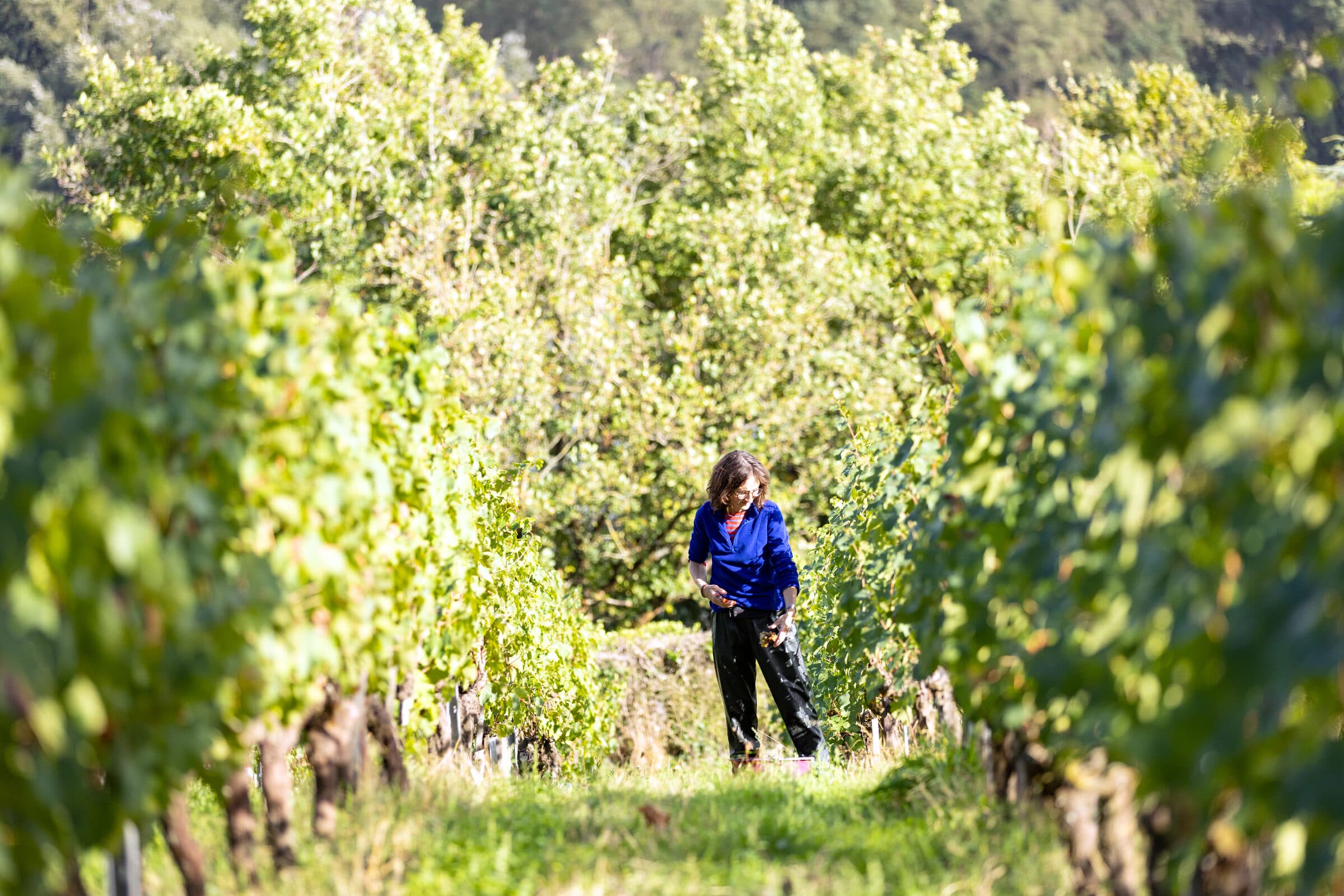 Panoramic Loire Valley vineyards at golden hour, wide landscape view
