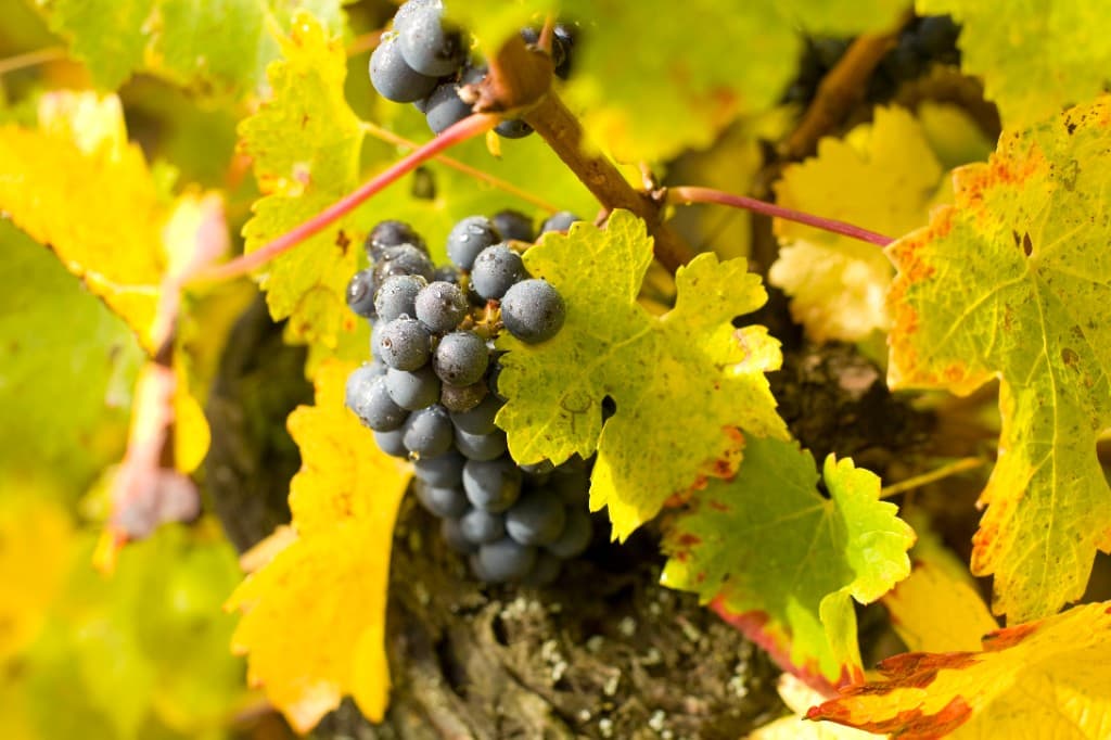 Cabernet Franc grape clusters in autumn vineyard light