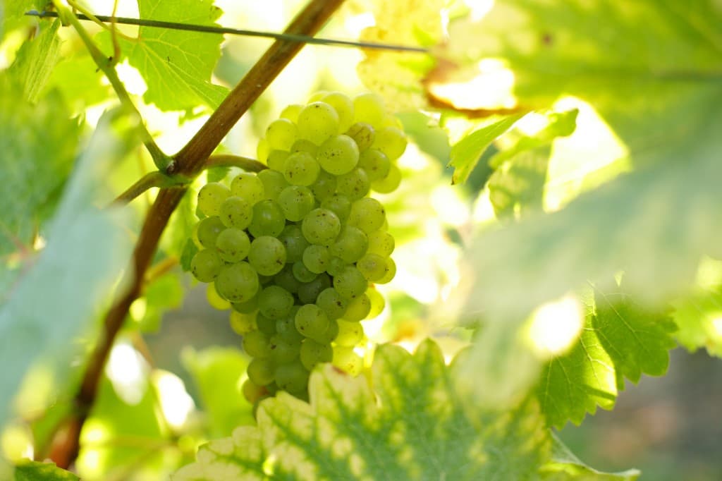 Chenin Blanc grapes ripening on the vine in the Loire