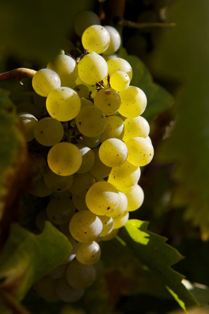 Melon Blanc grape cluster in a Loire vineyard