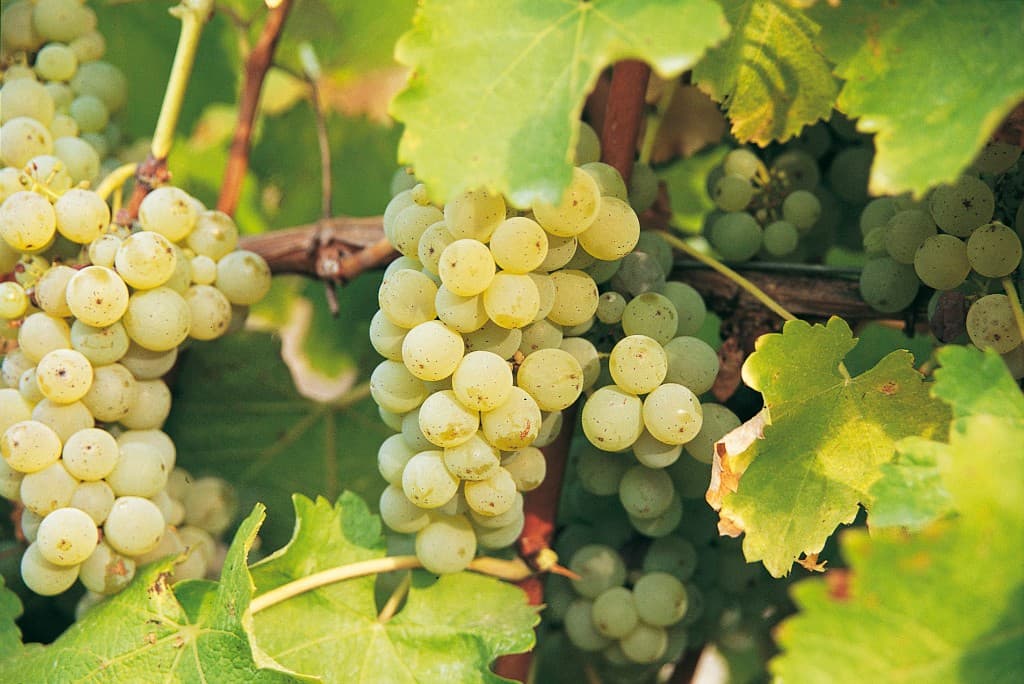 Sauvignon Blanc grapes on the vine in the Loire